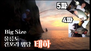 울릉도 전설의 대물명당 태하. 4짜,5짜 긴꼬리벵에돔이 퍽! 퍽! 문다는데...[낚시춘추 이영규 기자]
